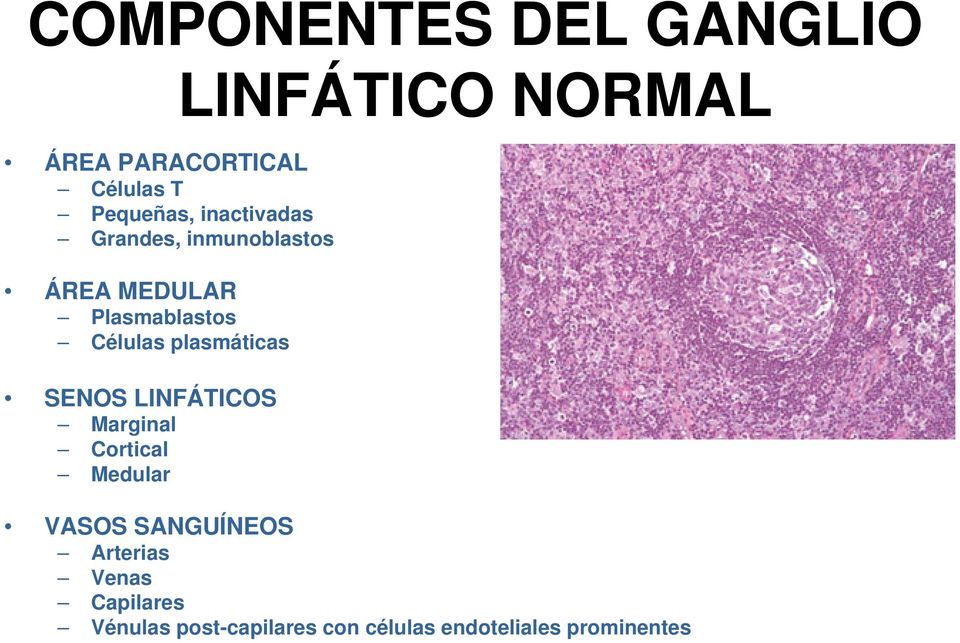 LINFÁTICOS Marginal Cortical Medular LINFÁTICO NORMAL VASOS SANGUÍNEOS