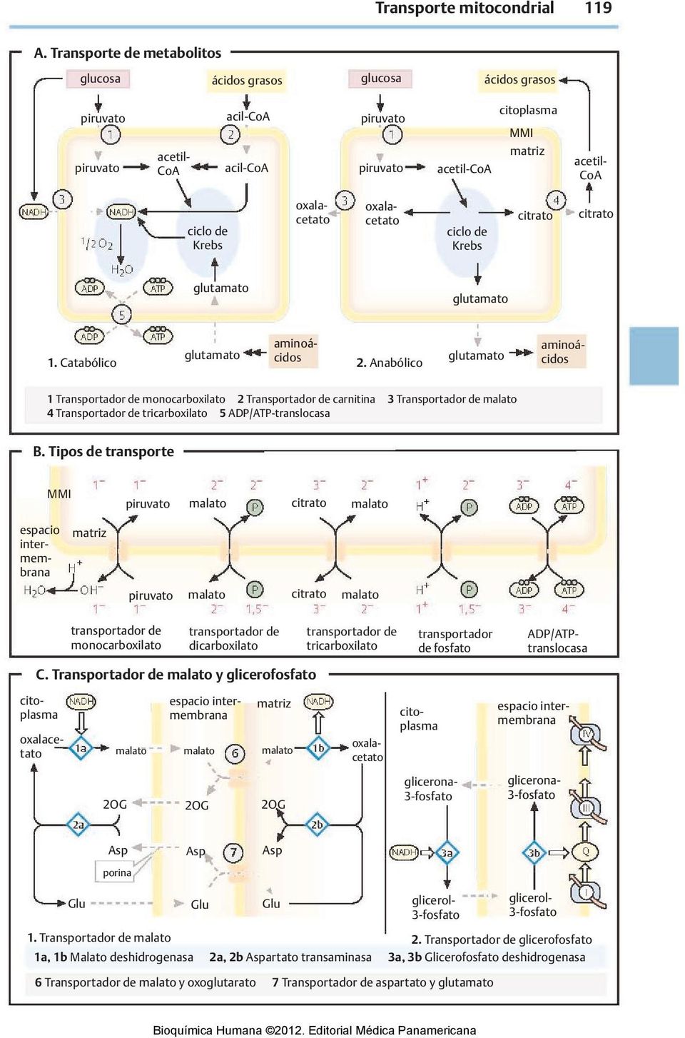 oxalacetato oxalacetato ciclo de Krebs citrato citrato glutamato glutamato 1. Catabólico glutamato aminoácidos aminoácidos 2.