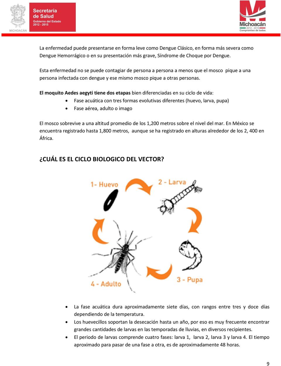 El moquito Aedes aegyti tiene dos etapas bien diferenciadas en su ciclo de vida: Fase acuática con tres formas evolutivas diferentes (huevo, larva, pupa) Fase aérea, adulto o imago El mosco sobrevive