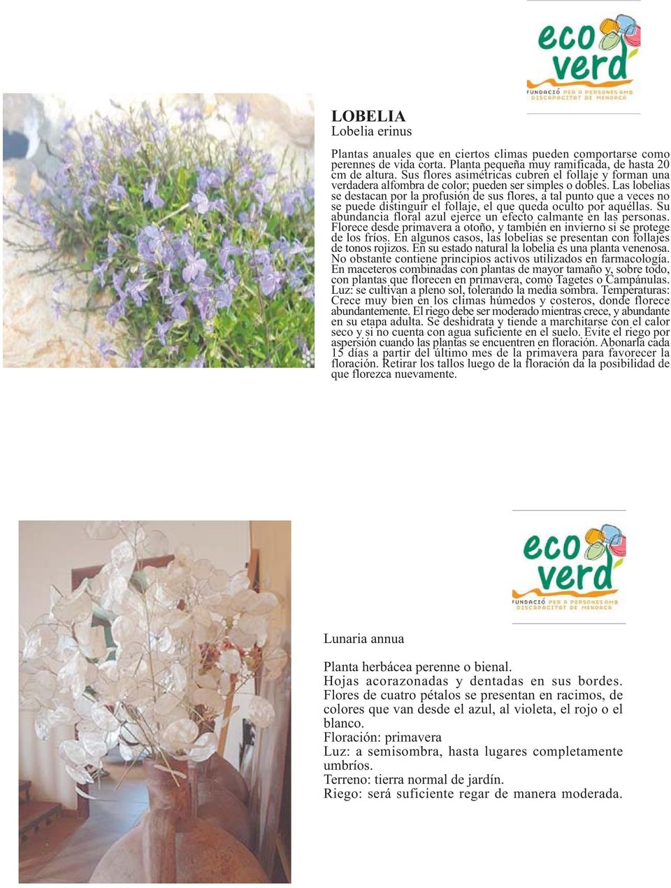 Aquilegia Aquilegia Vulgaris Planta Herbacea Perenne De 30 A 70 Cm