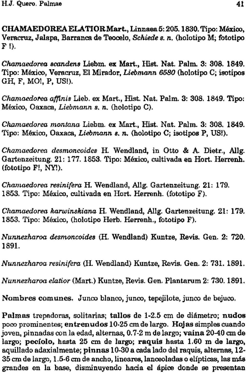 n. (holotipo el. Chamaedorea montana Liebm. ex Mart., Hist. Nat. Palmo 3: 308. 1849. Tipo: México, Oaxaca, Liebmann 8. no (holotipo e; isotipos P, USI).