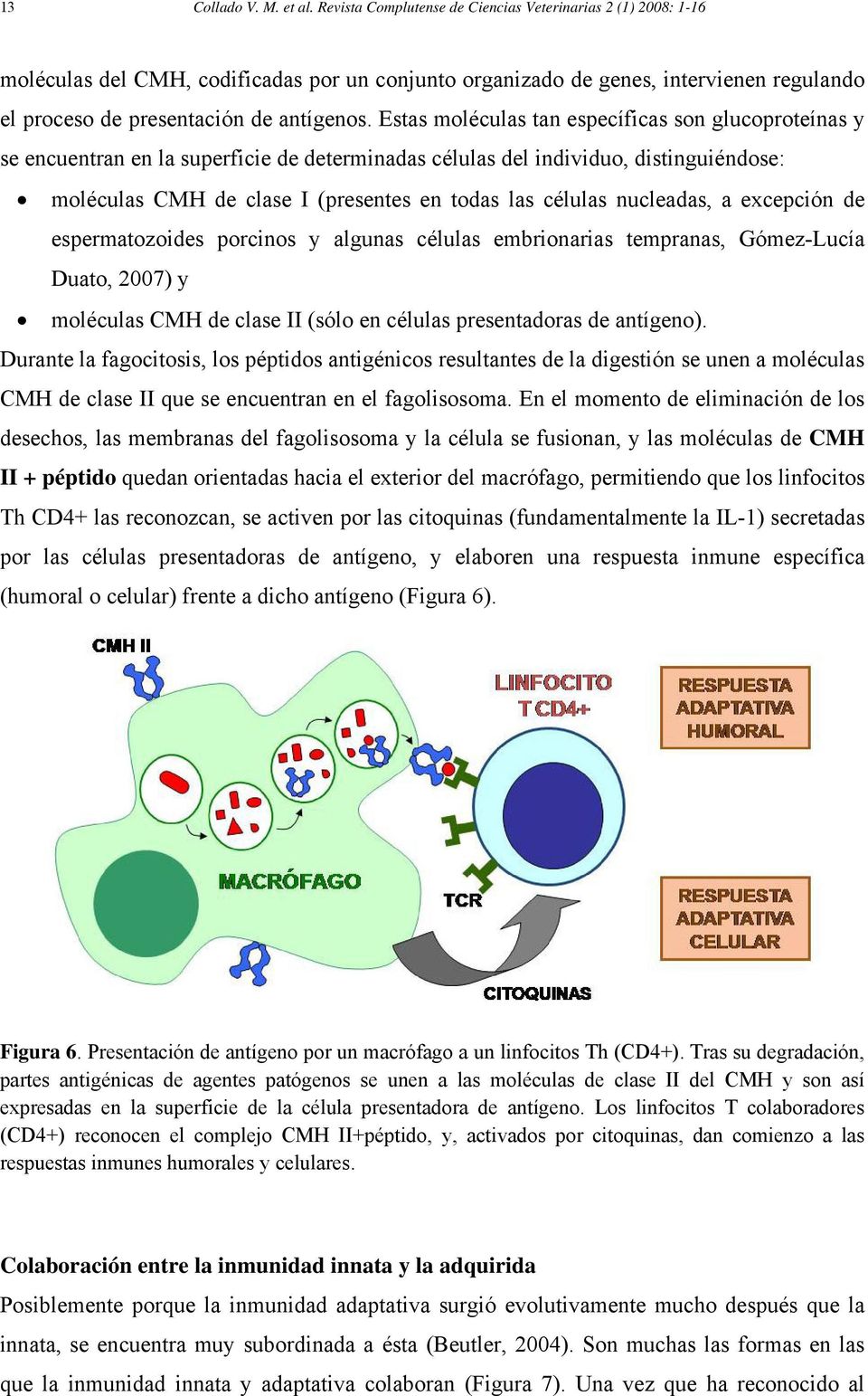 nucleadas, a excepción de espermatozoides porcinos y algunas células embrionarias tempranas, Gómez-Lucía Duato, 2007) y moléculas CMH de clase II (sólo en células presentadoras de antígeno).