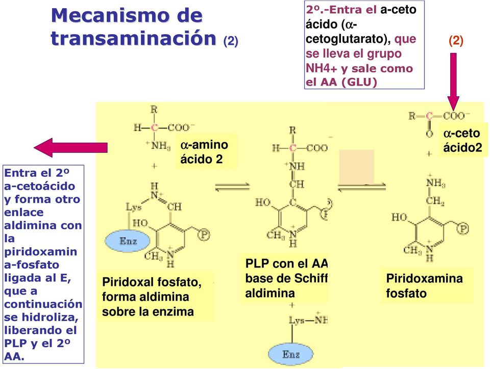 a-cetoácido y forma otro enlace aldiminacon la piridoxamin a-fosfato ligada al E, que a continuación se