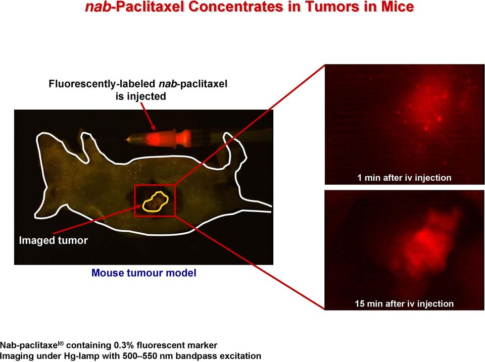 tumour model 15 min after iv injection Nab-paclitaxe l containing 0.