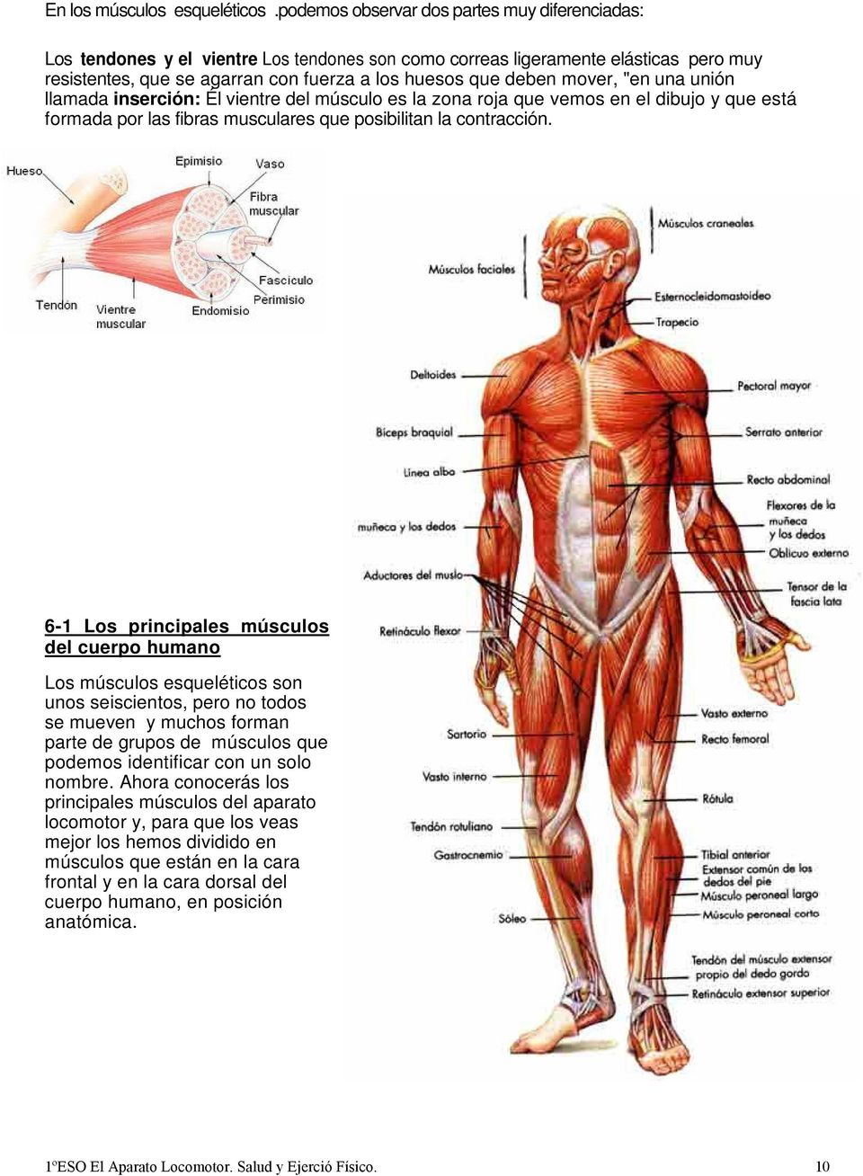 mover, "en una unión llamada inserción: Él vientre del músculo es la zona roja que vemos en el dibujo y que está formada por las fibras musculares que posibilitan la contracción.