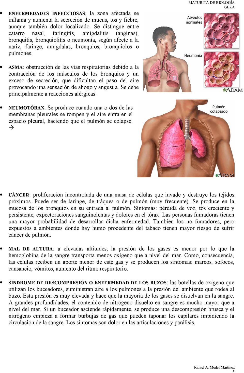 MATURITA DE BIOLOGÍA ASMA: obstrucción de las vías respiratorias debido a la contracción de los músculos de los bronquios y un exceso de secreción, que dificultan el paso del aire provocando una