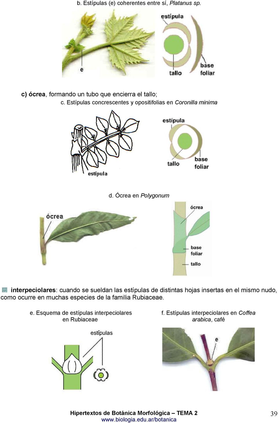 Ócrea en Polygonum interpeciolares: cuando se sueldan las estípulas de distintas hojas insertas en el mismo