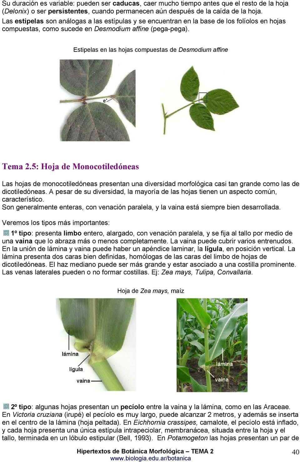 Estipelas en las hojas compuestas de Desmodium affine Tema 2.5: Hoja de Monocotiledóneas Las hojas de monocotiledóneas presentan una diversidad morfológica casi tan grande como las de dicotiledóneas.
