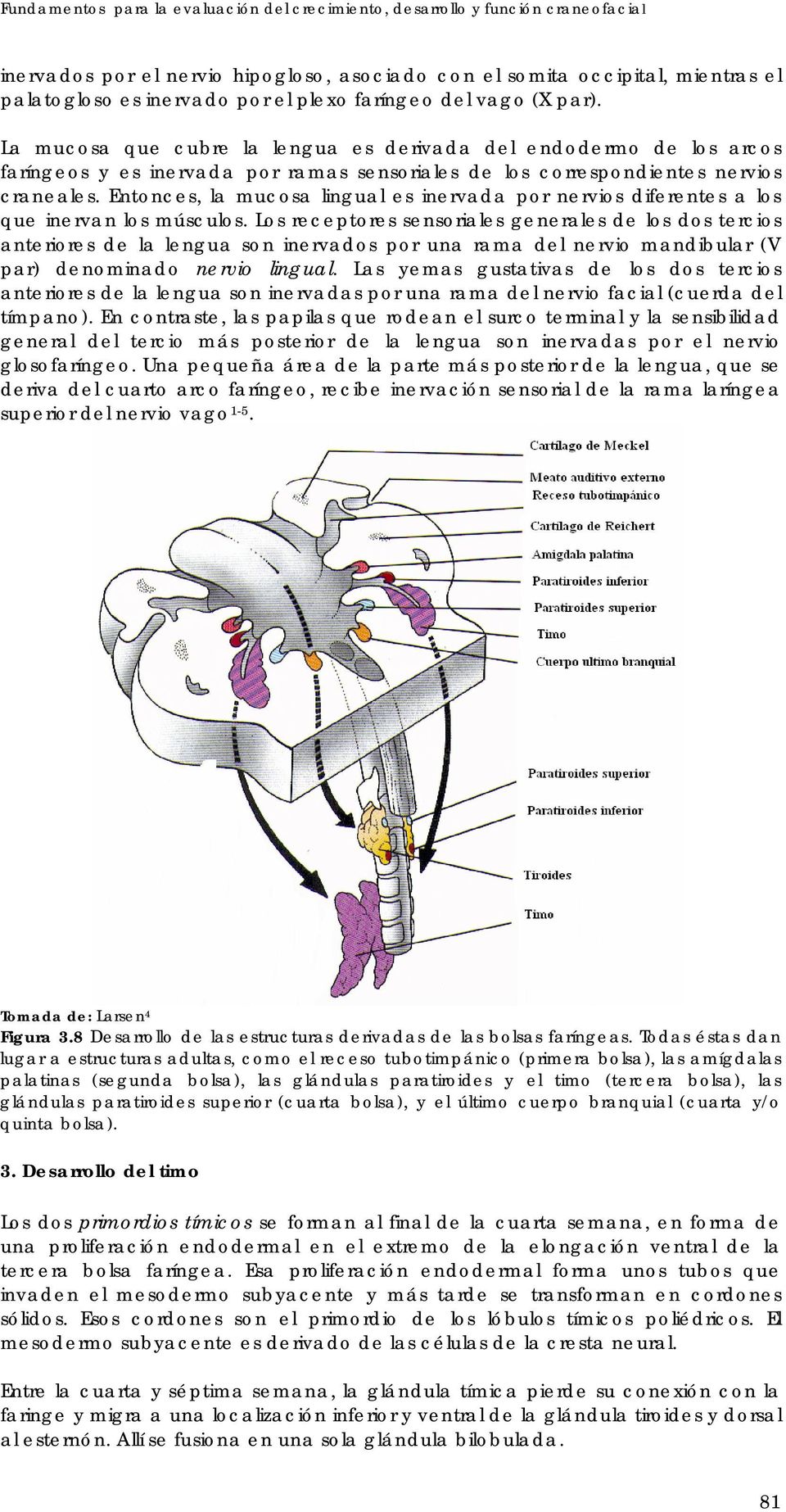 Entonces, la mucosa lingual es inervada por nervios diferentes a los que inervan los músculos.