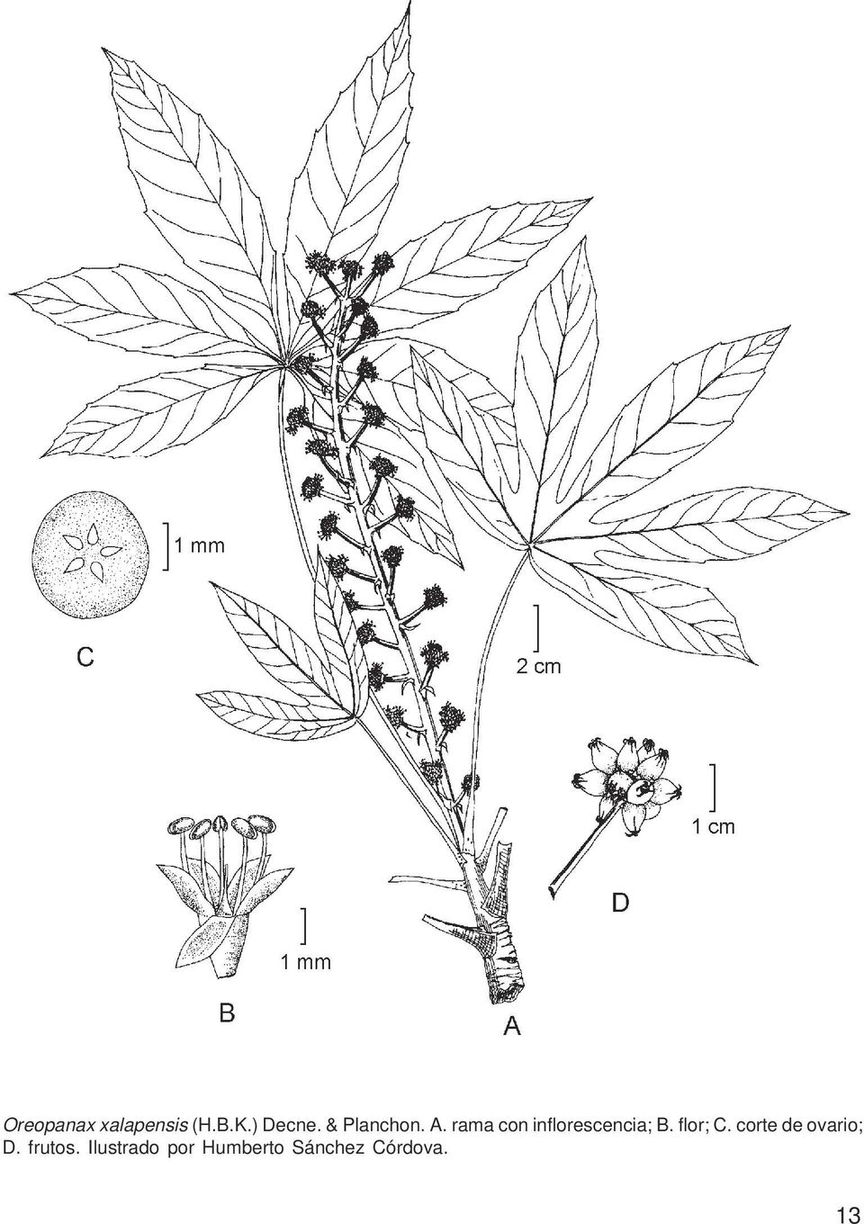 rama con inflorescencia; B. flor; C.