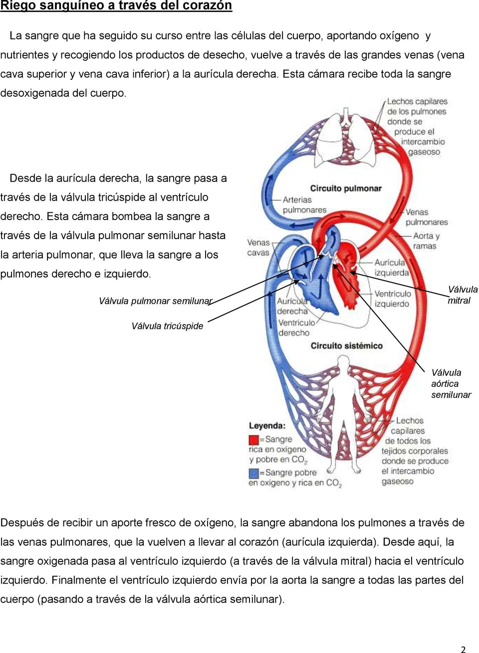 Desde la aurícula derecha, la sangre pasa a través de la válvula tricúspide al ventrículo derecho.