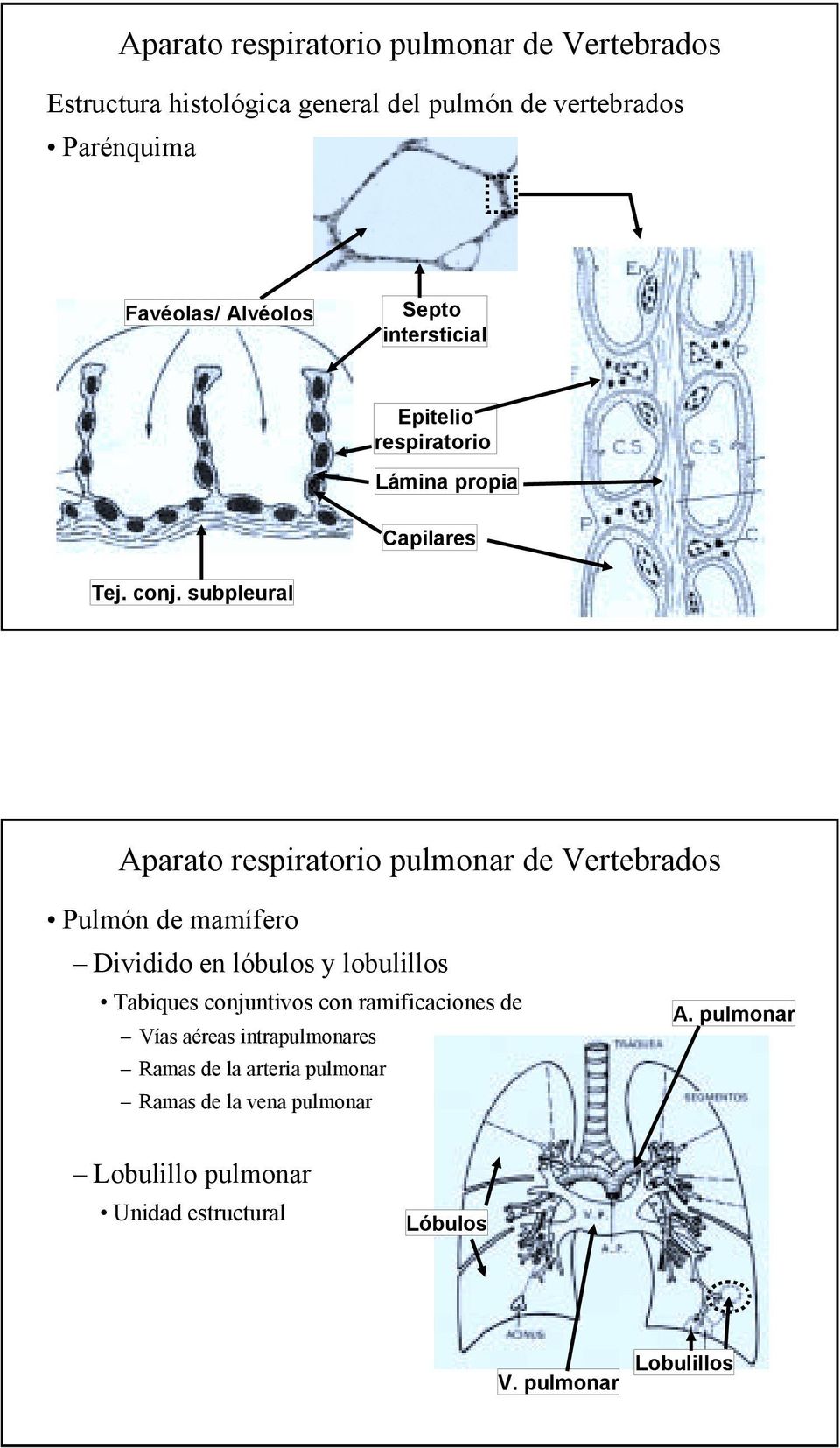 subpleural Pulmón de mamífero Dividido en lóbulos y lobulillos Tabiques conjuntivos con ramificaciones de