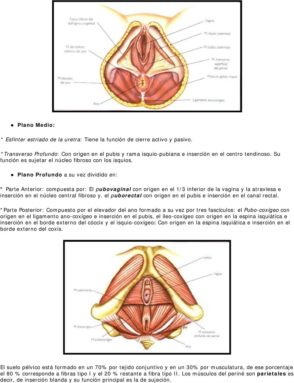 Plano Profundo a su vez dividido en: * Parte Anterior: compuesta por: El pubovaginal con origen en el 1/3 inferior de la vagina y la atraviesa e inserción en el núcleo central fibroso y.
