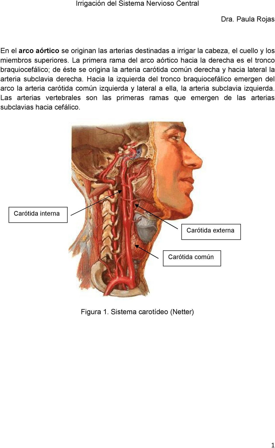 derecha. Hacia la izquierda del tronco braquiocefálico emergen del arco la arteria carótida común izquierda y lateral a ella, la arteria subclavia izquierda.