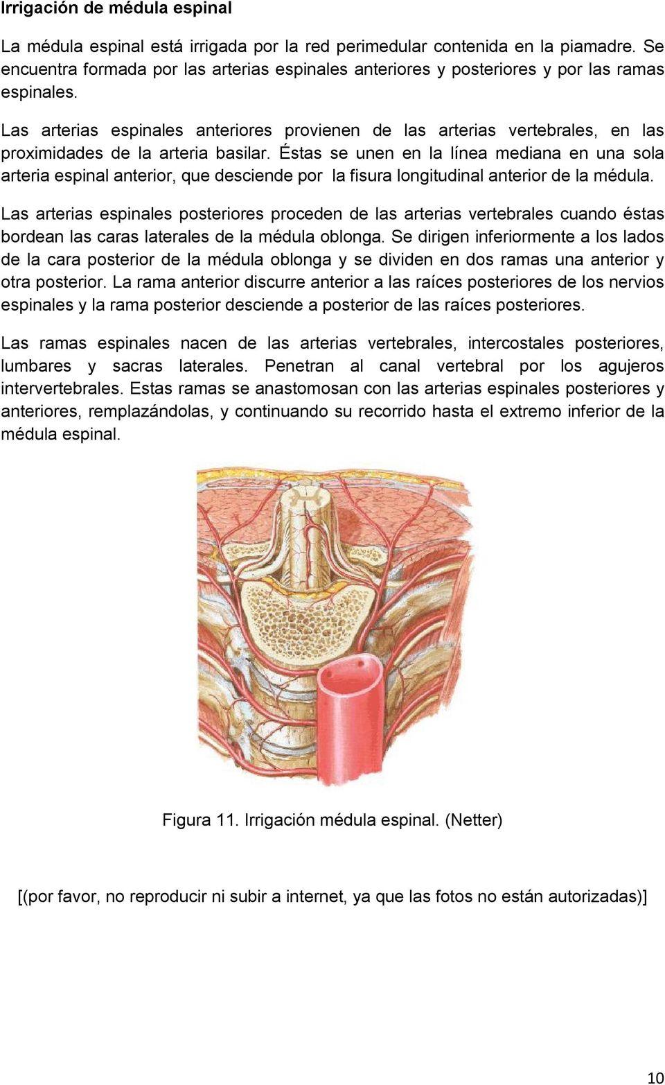 Las arterias espinales anteriores provienen de las arterias vertebrales, en las proximidades de la arteria basilar.