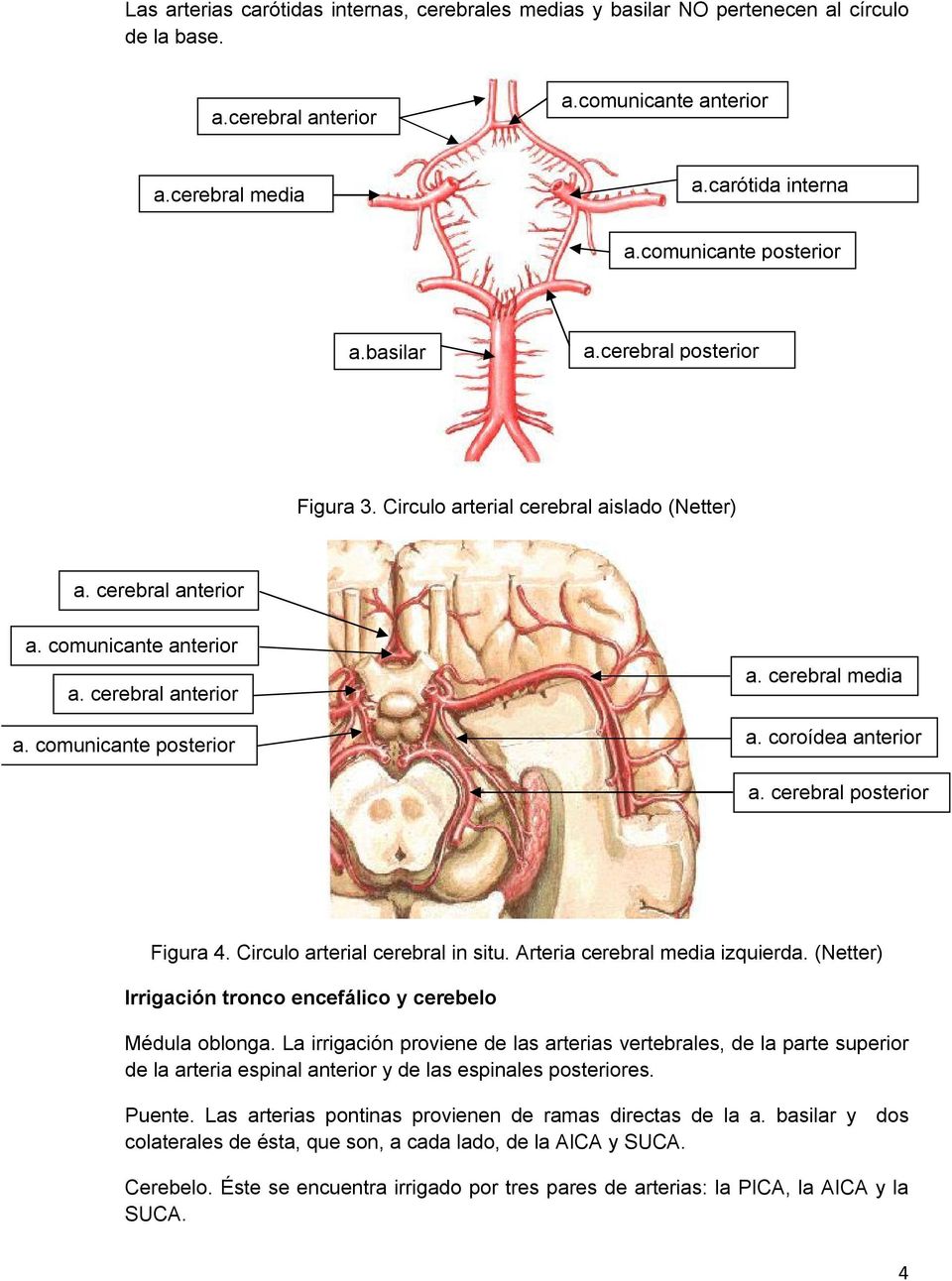 cerebral media a. coroídea anterior a. cerebral posterior Figura 4. Circulo arterial cerebral in situ. Arteria cerebral media izquierda.