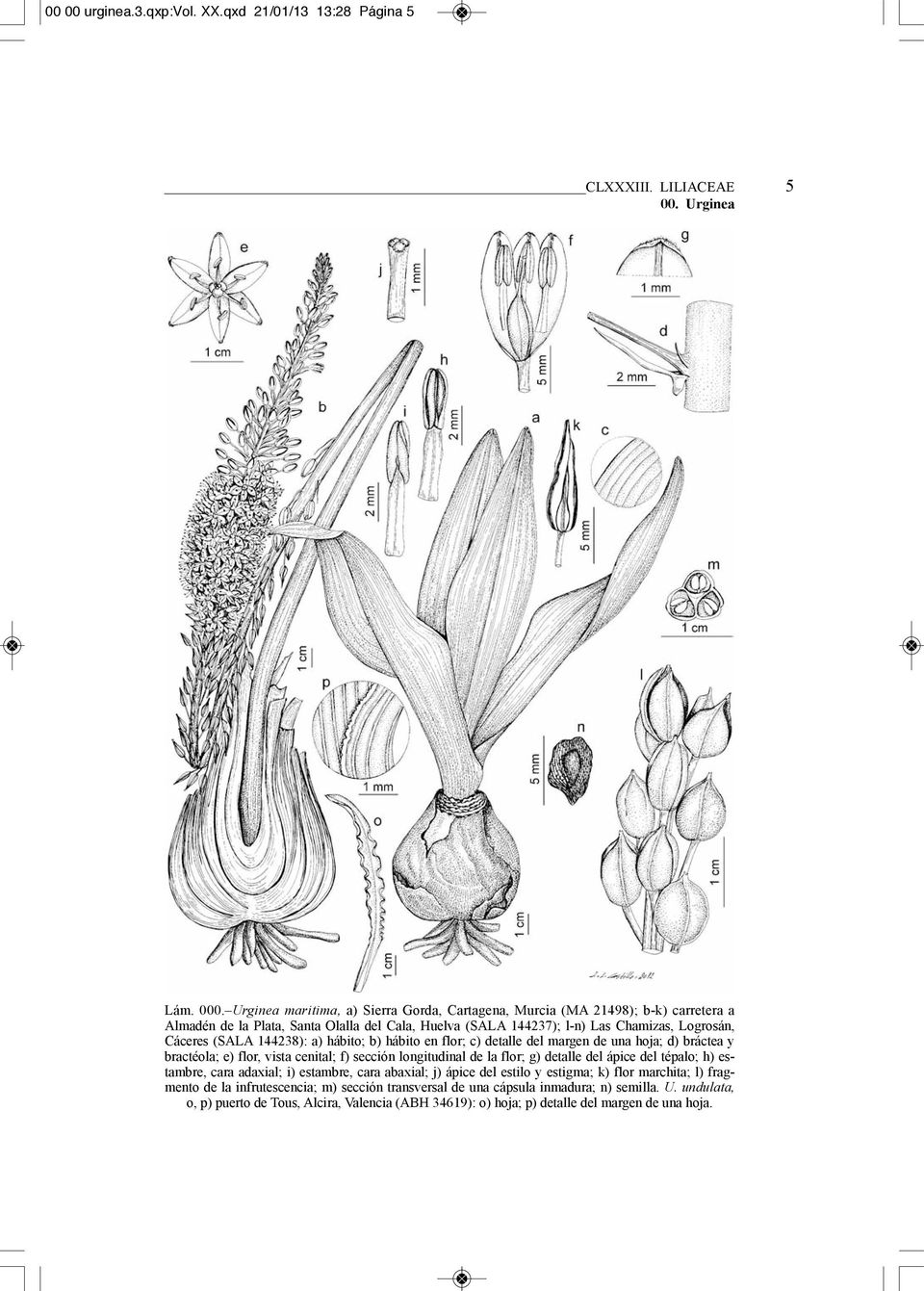 144238): a) hábito; b) hábito en flor; c) detalle del margen de una hoja; d) bráctea y bractéola; e) flor, vista cenital; f) sección longitudinal de la flor; g) detalle del ápice del tépalo; h)