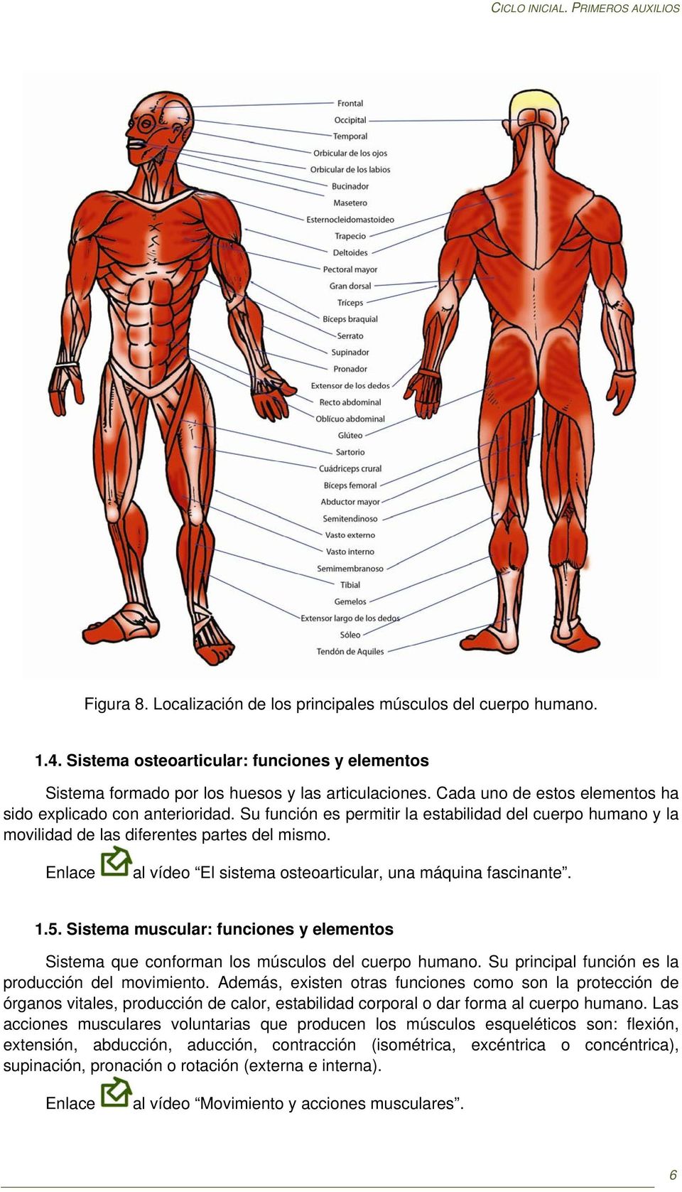 Enlace al vídeo El sistema osteoarticular, una máquina fascinante. 1.5. Sistema muscular: funciones y elementos Sistema que conforman los músculos del cuerpo humano.
