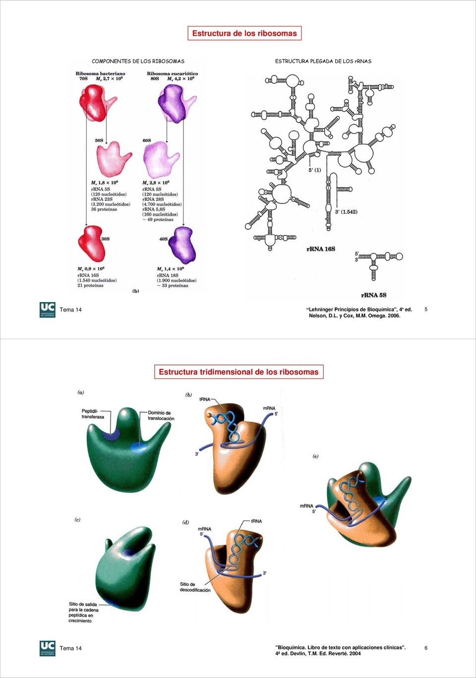 M. Omega. 2006. Estructura tridimensional de los ribosomas Tema 14 "Bioquímica.