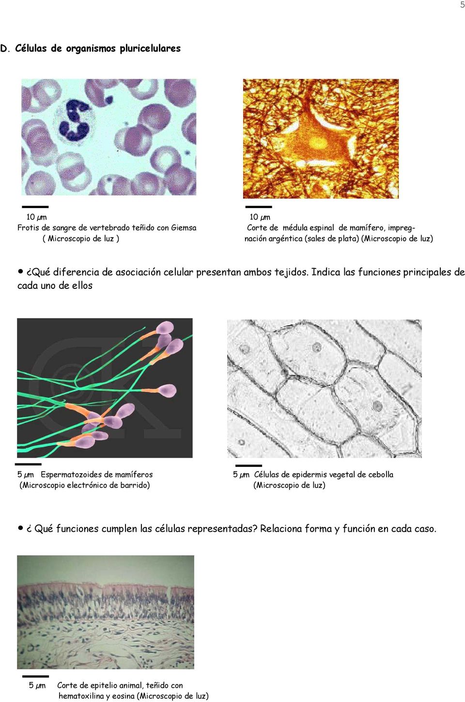 Indica las funciones principales de cada uno de ellos 5 µm Espermatozoides de mamíferos 5 µm Células de epidermis vegetal de cebolla (Microscopio