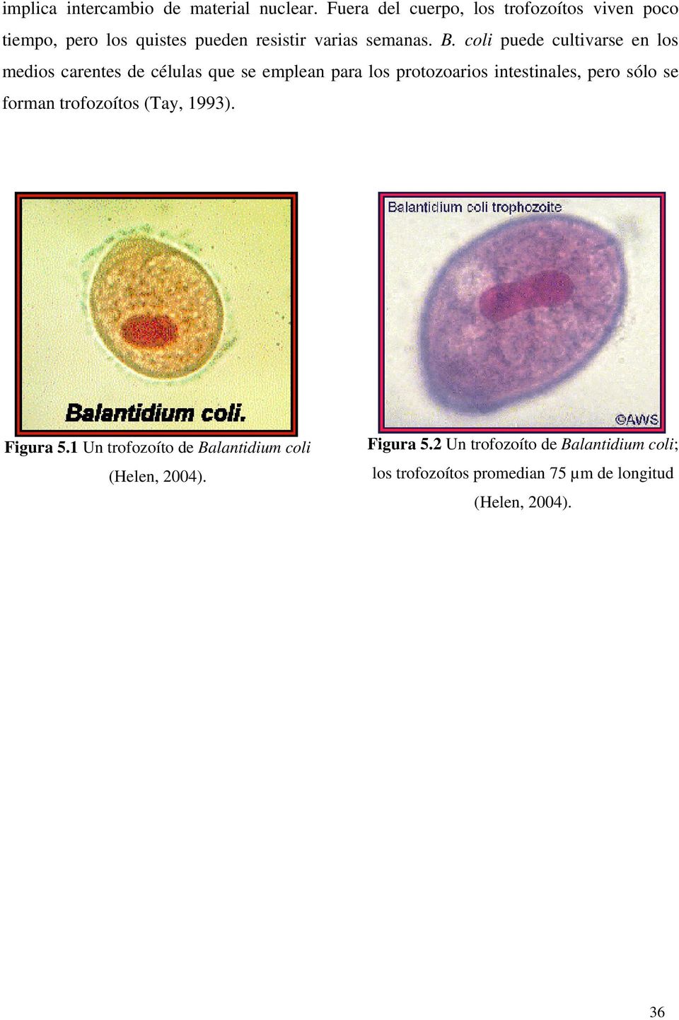 coli puede cultivarse en los medios carentes de células que se emplean para los protozoarios intestinales, pero sólo