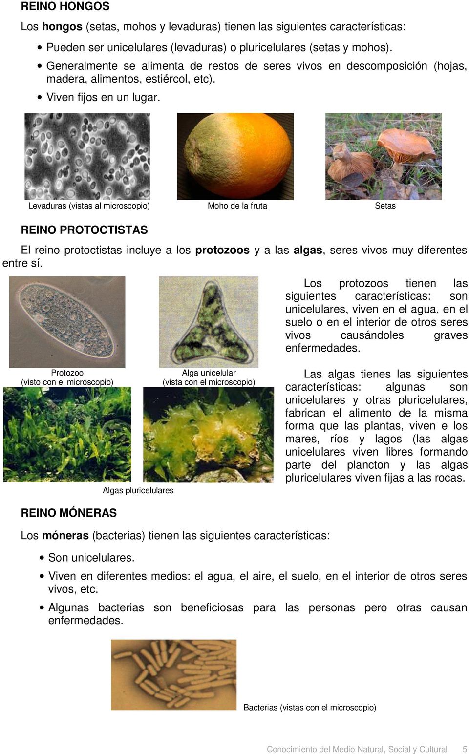 Levaduras (vistas al microscopio) Moho de la fruta Setas REINO PROTOCTISTAS El reino protoctistas incluye a los protozoos y a las algas, seres vivos muy diferentes entre sí.