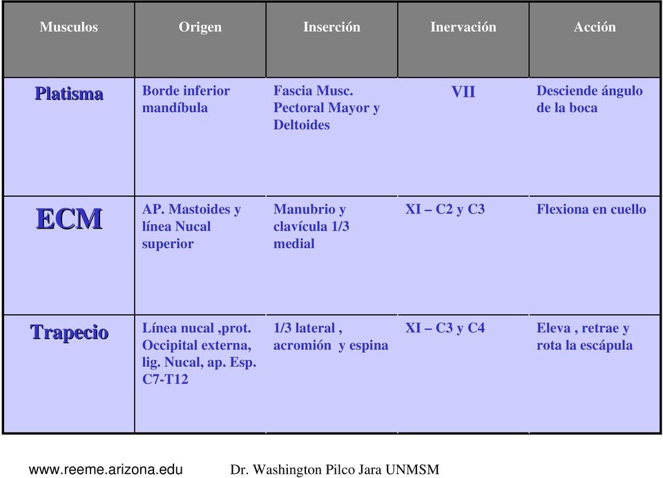 Mastoides y línea Nucal superior Manubrio y clavícula 1/3 medial XI C2 y C3 Flexiona en cuello Trapecio
