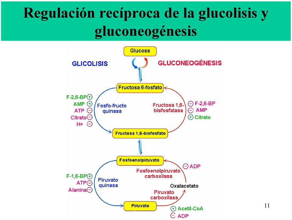 la glucolisis