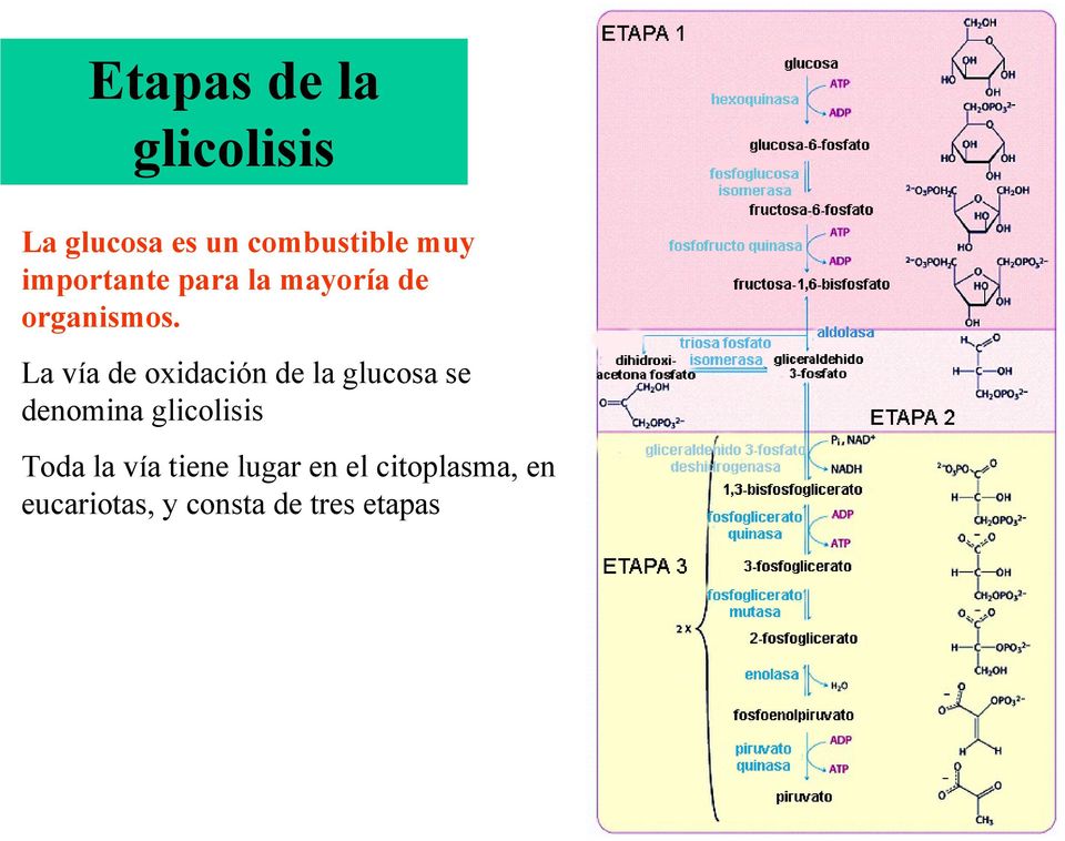 La vía de oxidación de la glucosa se denomina glicolisis
