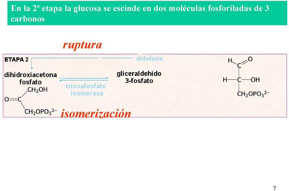moléculas fosforiladas de