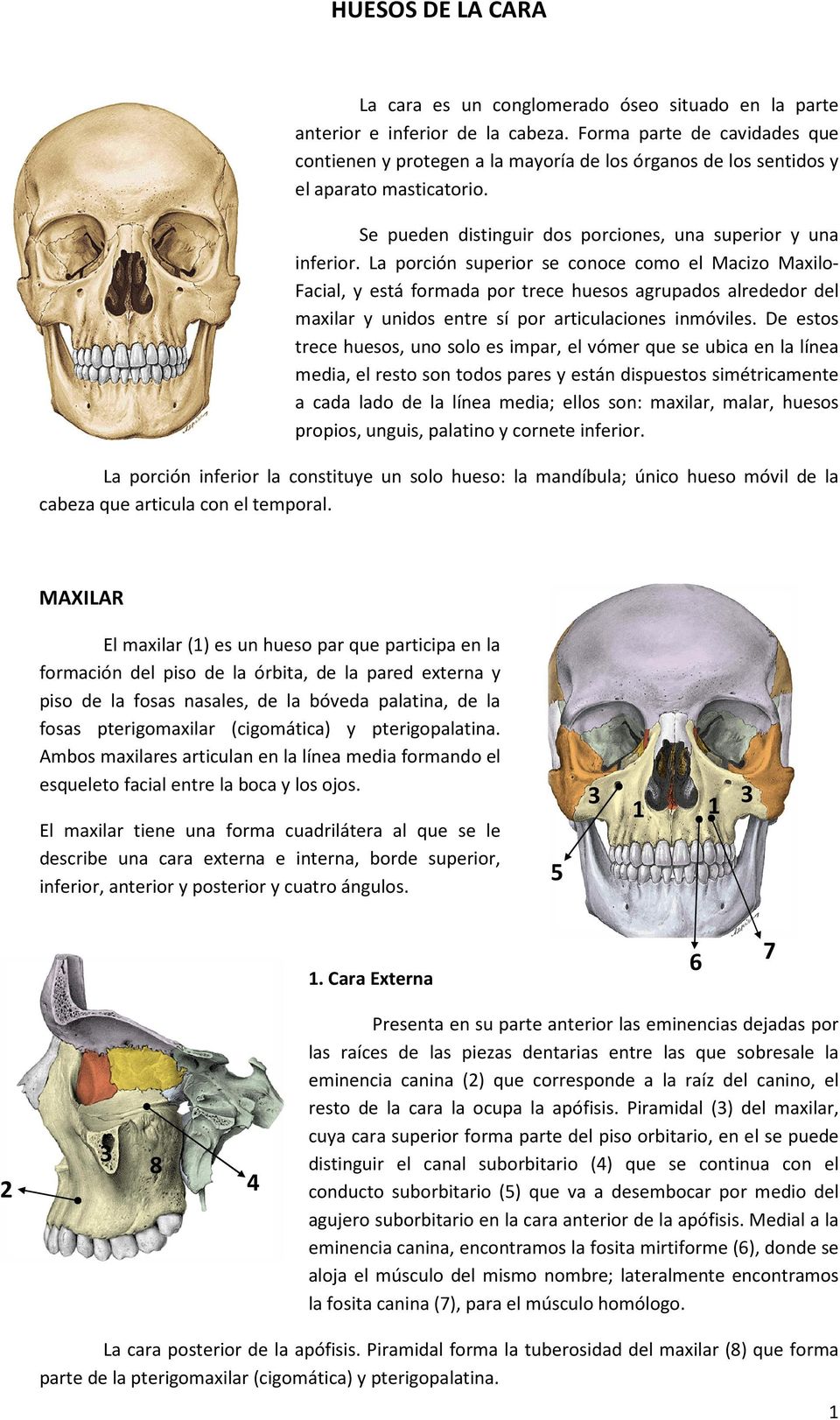 La porción superior se conoce como el Macizo MaxiloFacial, y está formada por trece huesos agrupados alrededor del maxilar y unidos entre sí por articulaciones inmóviles.