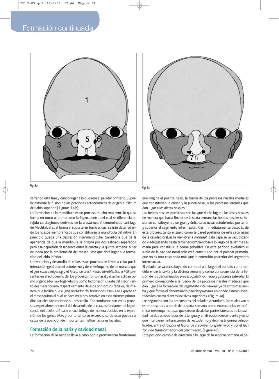 La formación de la mandíbula es un proceso mucho más sencillo que se forma en torno al primer arco faríngeo, dentro del cual se diferencia un tejido cartilaginoso derivado de la cresta neural