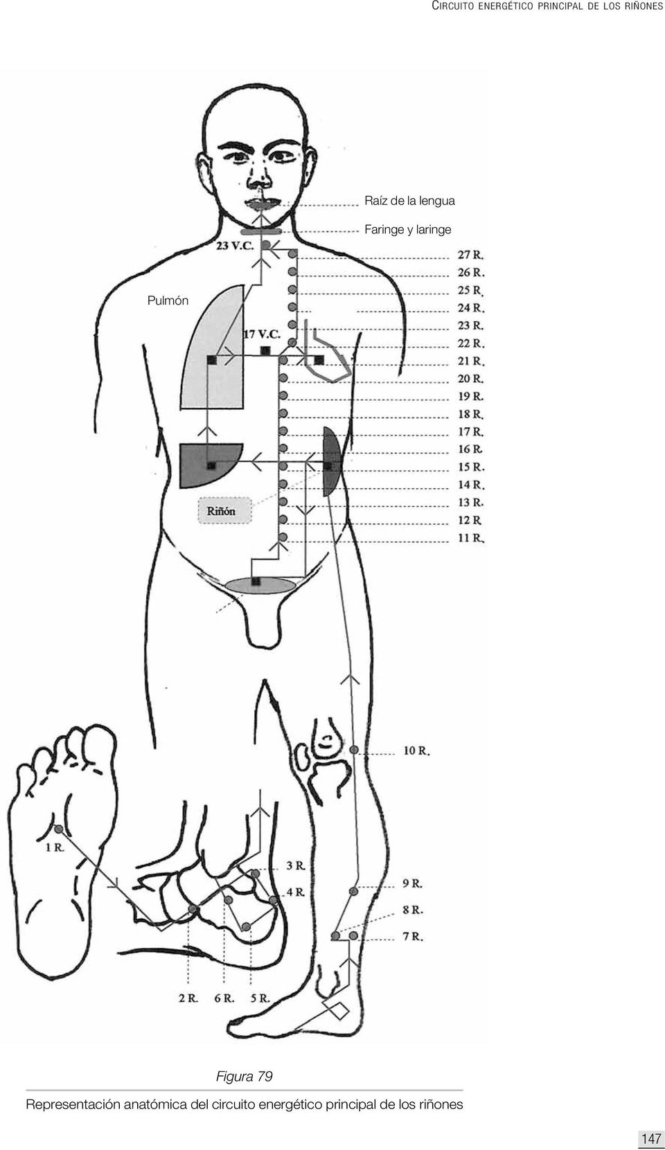 Pulmón Figura 79 Representación anatómica