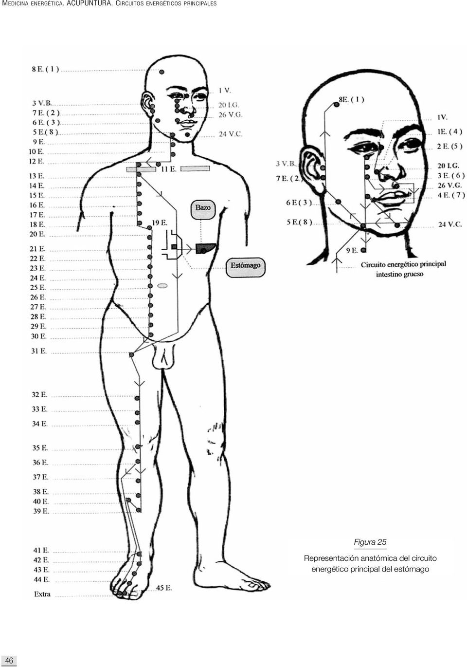 Figura 25 Representación anatómica