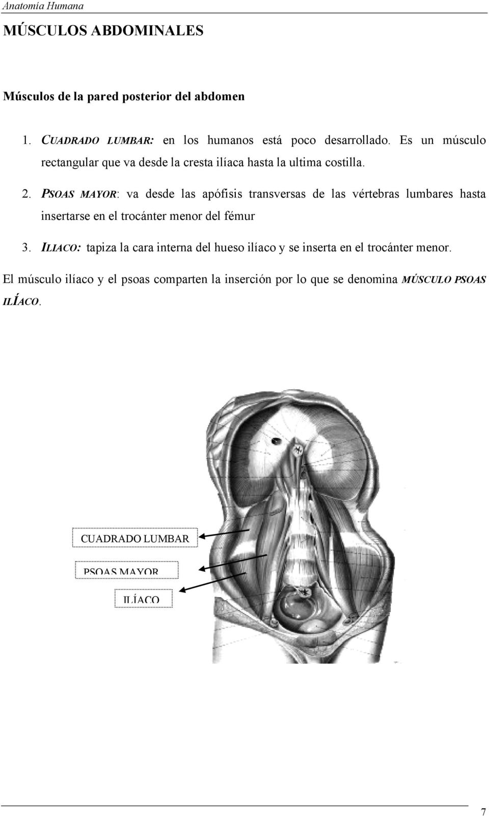 PSOAS MAYOR: va desde las apófisis transversas de las vértebras lumbares hasta insertarse en el trocánter menor del fémur 3.