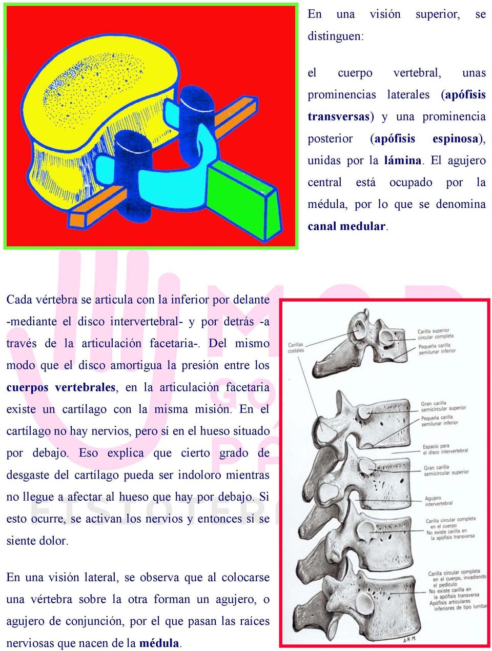 Cada vértebra se articula con la inferior por delante -mediante el disco intervertebral- y por detrás -a través de la articulación facetaria-.