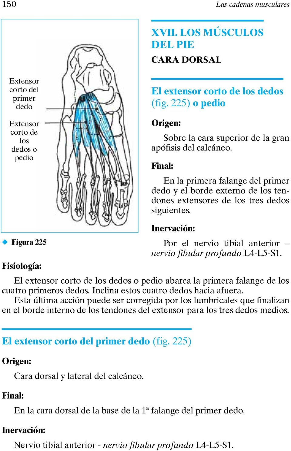 Inervación: Figura 225 Por el nervio tibial anterior nervio fibular profundo L4-L5-S1. Fisiología: El extensor corto de los dedos o pedio abarca la primera falange de los cuatro primeros dedos.