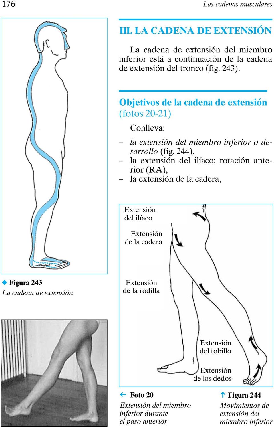 244), la extensión del ilíaco: rotación anterior (RA), la extensión de la cadera, Extensión del ilíaco Extensión de la cadera Figura 243 La cadena de