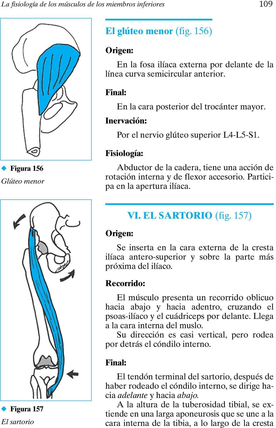 Figura 156 Glúteo menor Fisiología: Abductor de la cadera, tiene una acción de rotación interna y de flexor accesorio. Participa en la apertura ilíaca. VI. EL SARTORIO (fig.