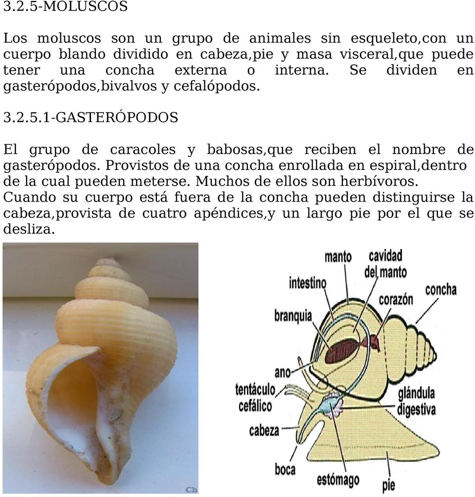 1-GASTERÓPODOS El grupo de caracoles y babosas,que reciben el nombre de gasterópodos.