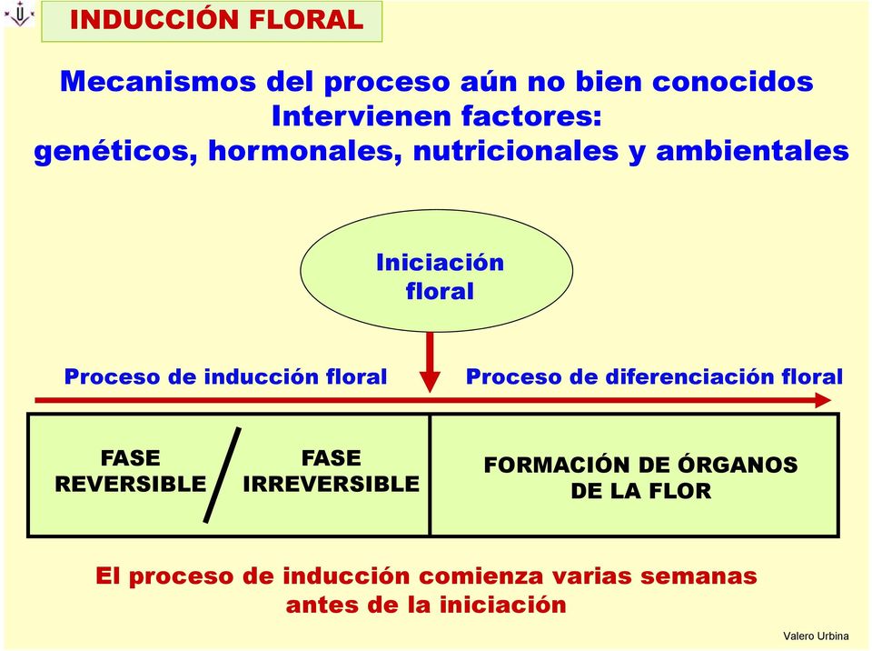 inducción floral Proceso de diferenciación floral FASE REVERSIBLE FASE IRREVERSIBLE