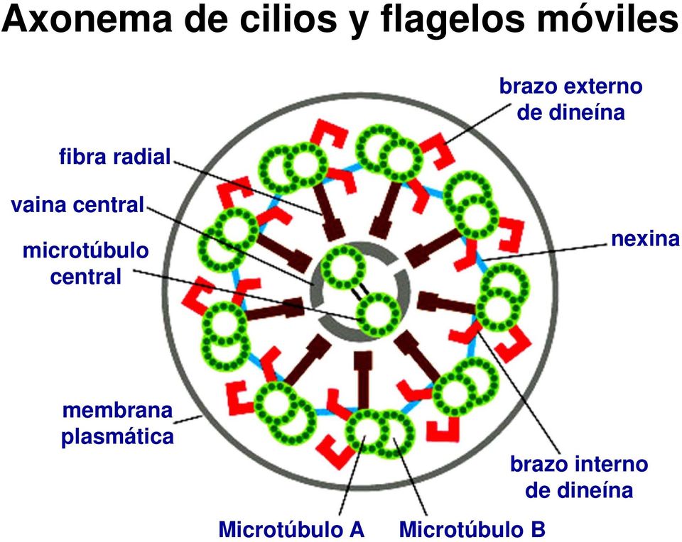 microtúbulo central nexina membrana plasmática