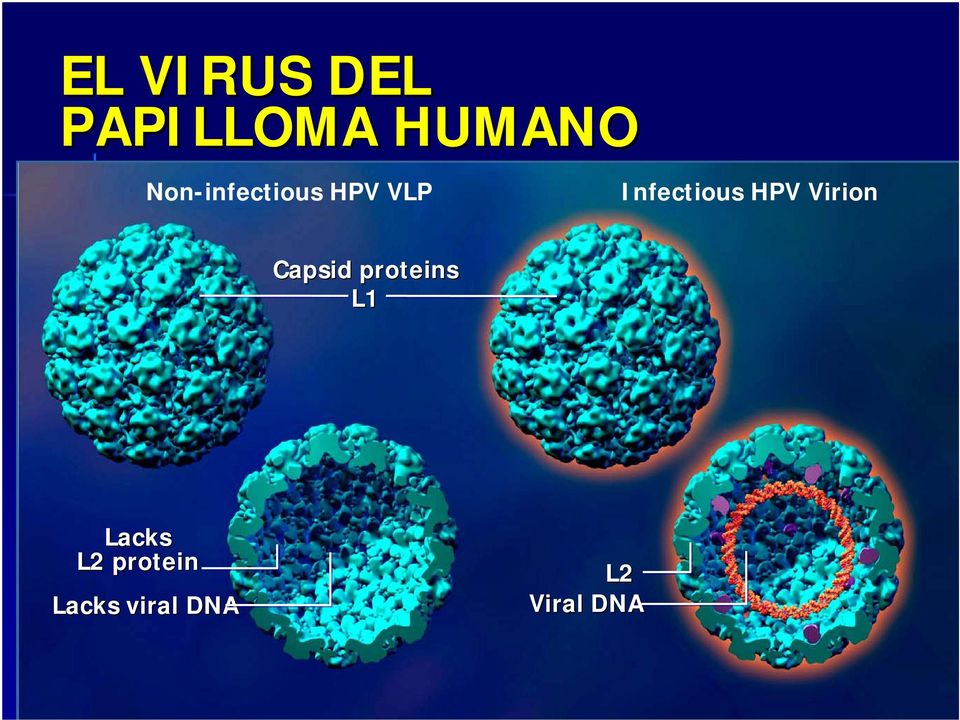 HPV Virion Capsid proteins L1