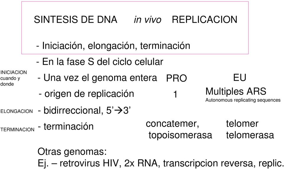 replicación - bidirreccional, 5 3 - terminación PRO 1 concatemer, topoisomerasa EU Multiples ARS