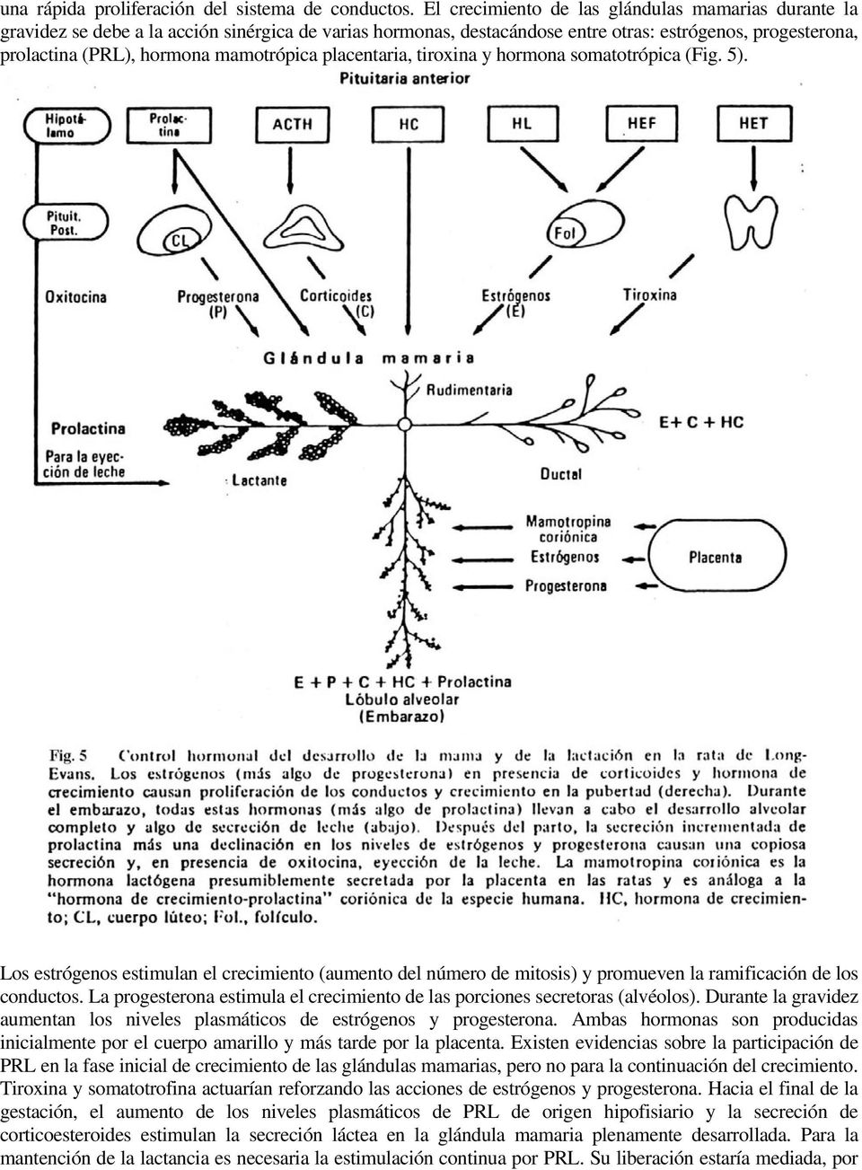 mamotrópica placentaria, tiroxina y hormona somatotrópica (Fig. 5). Los estrógenos estimulan el crecimiento (aumento del número de mitosis) y promueven la ramificación de los conductos.