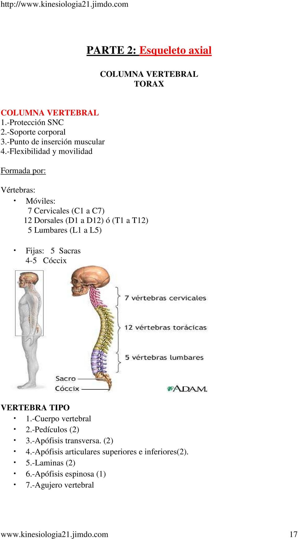 -Flexibilidad y movilidad Formada por: Vértebras: Móviles: 7 Cervicales (C1 a C7) 12 Dorsales (D1 a D12) ó (T1 a T12) 5 Lumbares