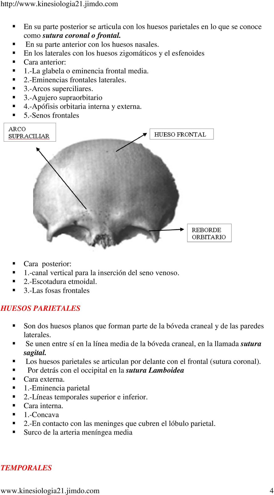 -Apófisis orbitaria interna y externa. 5.-Senos frontales Cara posterior: 1.-canal vertical para la inserción del seno venoso. 2.-Escotadura etmoidal. 3.