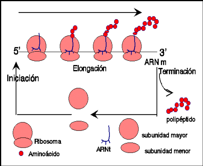 La traducción del ARN La información genética llevada por el ARNm deberá ser traducida en el citoplasma por una fábrica de proteínas: el ribosoma (éste está compuesto por varios tipos de proteínas