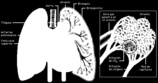 Porción respiratoria de los pulmones, formada por los pulmones con los