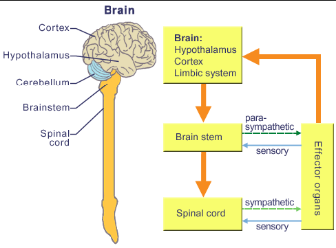EL SISTEMA NERVIOSO AUTÓNOMO (SNA) INTRODUCCIÓN El sistema nervioso autónomo (SNA), junto con el sistema endocrino, coordina la regulación e integración de las funciones corporales.